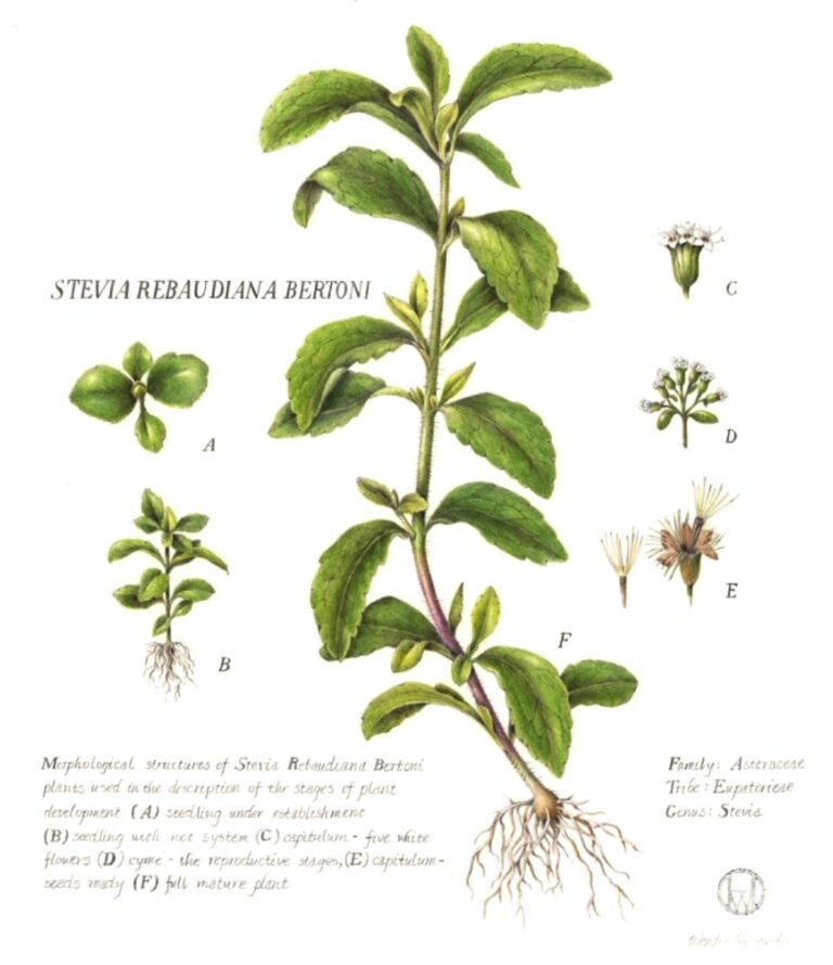 Effectiveness of Stevia Rebaudiana Whole Leaf Extract Against the Various Morphological Forms of Borrelia Burgdorferi in Vitro
