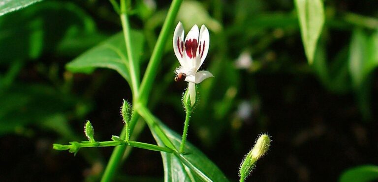 Some info on ANDROGRAPHIS, part of our 6 week Lyme protocol!